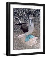 Blue Footed Booby, Galapagos Islands, Ecuador, South America-Sassoon Sybil-Framed Photographic Print