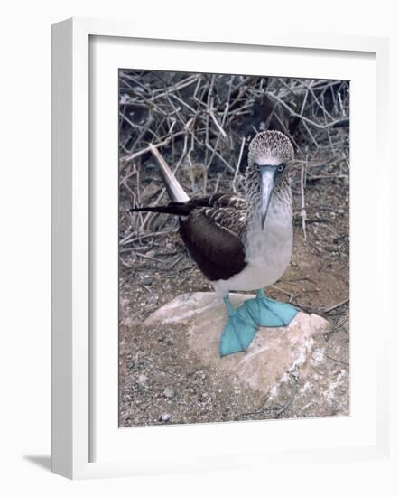 Blue Footed Booby, Galapagos Islands, Ecuador, South America-Sassoon Sybil-Framed Photographic Print