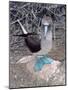 Blue Footed Booby, Galapagos Islands, Ecuador, South America-Sassoon Sybil-Mounted Photographic Print