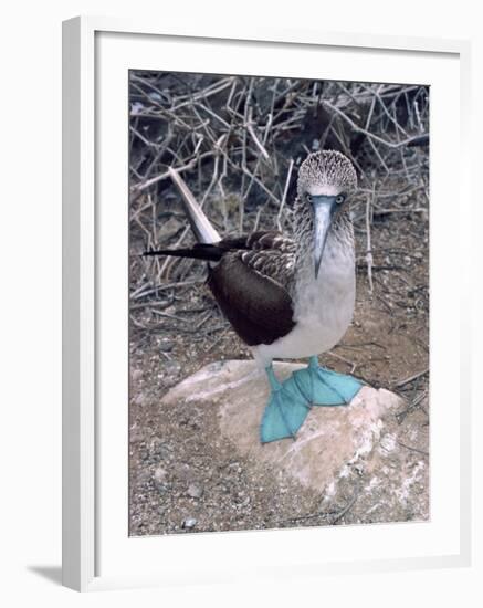 Blue Footed Booby, Galapagos Islands, Ecuador, South America-Sassoon Sybil-Framed Photographic Print