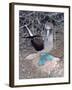 Blue Footed Booby, Galapagos Islands, Ecuador, South America-Sassoon Sybil-Framed Photographic Print