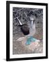 Blue Footed Booby, Galapagos Islands, Ecuador, South America-Sassoon Sybil-Framed Photographic Print