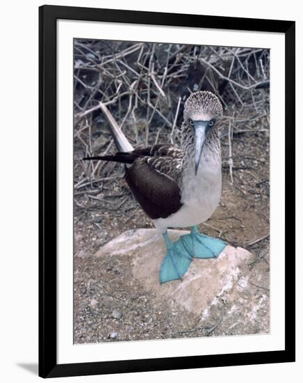 Blue Footed Booby, Galapagos Islands, Ecuador, South America-Sassoon Sybil-Framed Photographic Print