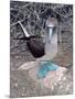 Blue Footed Booby, Galapagos Islands, Ecuador, South America-Sassoon Sybil-Mounted Photographic Print