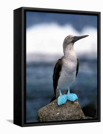 Blue Footed Booby, Galapagos Islands, Ecuador-Gavriel Jecan-Framed Stretched Canvas