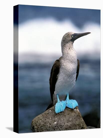 Blue Footed Booby, Galapagos Islands, Ecuador-Gavriel Jecan-Stretched Canvas