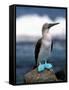 Blue Footed Booby, Galapagos Islands, Ecuador-Gavriel Jecan-Framed Stretched Canvas