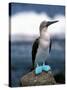 Blue Footed Booby, Galapagos Islands, Ecuador-Gavriel Jecan-Stretched Canvas