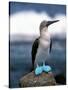 Blue Footed Booby, Galapagos Islands, Ecuador-Gavriel Jecan-Stretched Canvas