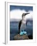 Blue Footed Booby, Galapagos Islands, Ecuador-Gavriel Jecan-Framed Premium Photographic Print