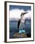 Blue Footed Booby, Galapagos Islands, Ecuador-Gavriel Jecan-Framed Premium Photographic Print