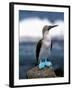 Blue Footed Booby, Galapagos Islands, Ecuador-Gavriel Jecan-Framed Premium Photographic Print