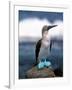 Blue Footed Booby, Galapagos Islands, Ecuador-Gavriel Jecan-Framed Premium Photographic Print