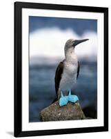 Blue Footed Booby, Galapagos Islands, Ecuador-Gavriel Jecan-Framed Premium Photographic Print