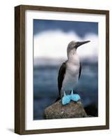 Blue Footed Booby, Galapagos Islands, Ecuador-Gavriel Jecan-Framed Photographic Print