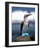 Blue Footed Booby, Galapagos Islands, Ecuador-Gavriel Jecan-Framed Photographic Print