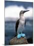 Blue Footed Booby, Galapagos Islands, Ecuador-Gavriel Jecan-Mounted Photographic Print