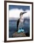 Blue Footed Booby, Galapagos Islands, Ecuador-Gavriel Jecan-Framed Photographic Print