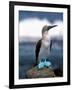 Blue Footed Booby, Galapagos Islands, Ecuador-Gavriel Jecan-Framed Photographic Print