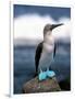 Blue Footed Booby, Galapagos Islands, Ecuador-Gavriel Jecan-Framed Photographic Print
