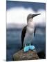 Blue Footed Booby, Galapagos Islands, Ecuador-Gavriel Jecan-Mounted Photographic Print