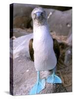 Blue Footed Booby, Galapagos Islands, Ecuador-Gavriel Jecan-Stretched Canvas