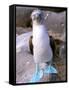 Blue Footed Booby, Galapagos Islands, Ecuador-Gavriel Jecan-Framed Stretched Canvas