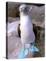 Blue Footed Booby, Galapagos Islands, Ecuador-Gavriel Jecan-Stretched Canvas