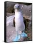 Blue Footed Booby, Galapagos Islands, Ecuador-Gavriel Jecan-Framed Stretched Canvas