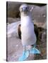 Blue Footed Booby, Galapagos Islands, Ecuador-Gavriel Jecan-Stretched Canvas