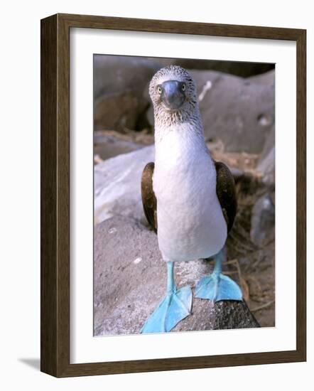 Blue Footed Booby, Galapagos Islands, Ecuador-Gavriel Jecan-Framed Photographic Print