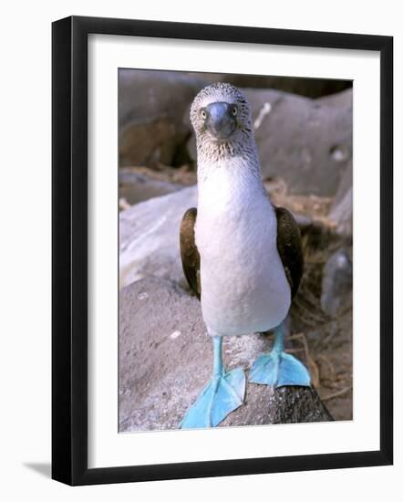 Blue Footed Booby, Galapagos Islands, Ecuador-Gavriel Jecan-Framed Photographic Print