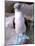 Blue Footed Booby, Galapagos Islands, Ecuador-Gavriel Jecan-Mounted Photographic Print