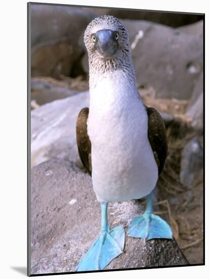 Blue Footed Booby, Galapagos Islands, Ecuador-Gavriel Jecan-Mounted Photographic Print