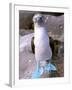 Blue Footed Booby, Galapagos Islands, Ecuador-Gavriel Jecan-Framed Photographic Print