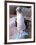 Blue Footed Booby, Galapagos Islands, Ecuador-Gavriel Jecan-Framed Photographic Print