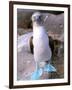 Blue Footed Booby, Galapagos Islands, Ecuador-Gavriel Jecan-Framed Photographic Print