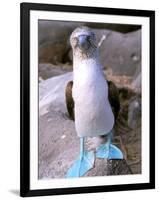 Blue Footed Booby, Galapagos Islands, Ecuador-Gavriel Jecan-Framed Photographic Print