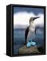 Blue Footed Booby, Galapagos Islands, Ecuador-Gavriel Jecan-Framed Stretched Canvas