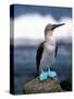 Blue Footed Booby, Galapagos Islands, Ecuador-Gavriel Jecan-Stretched Canvas