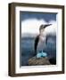 Blue Footed Booby, Galapagos Islands, Ecuador-Gavriel Jecan-Framed Photographic Print