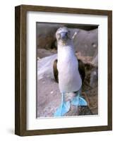 Blue Footed Booby, Galapagos Islands, Ecuador-Gavriel Jecan-Framed Photographic Print