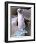 Blue Footed Booby, Galapagos Islands, Ecuador-Gavriel Jecan-Framed Photographic Print