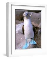 Blue Footed Booby, Galapagos Islands, Ecuador-Gavriel Jecan-Framed Photographic Print