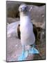 Blue Footed Booby, Galapagos Islands, Ecuador-Gavriel Jecan-Mounted Photographic Print