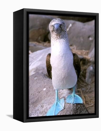 Blue Footed Booby, Galapagos Islands, Ecuador-Gavriel Jecan-Framed Stretched Canvas