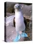 Blue Footed Booby, Galapagos Islands, Ecuador-Gavriel Jecan-Stretched Canvas