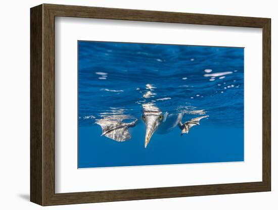 Blue-Footed Booby, Galapagos Islands-Art Wolfe-Framed Photographic Print