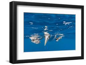 Blue-Footed Booby, Galapagos Islands-Art Wolfe-Framed Photographic Print