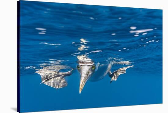 Blue-Footed Booby, Galapagos Islands-Art Wolfe-Stretched Canvas